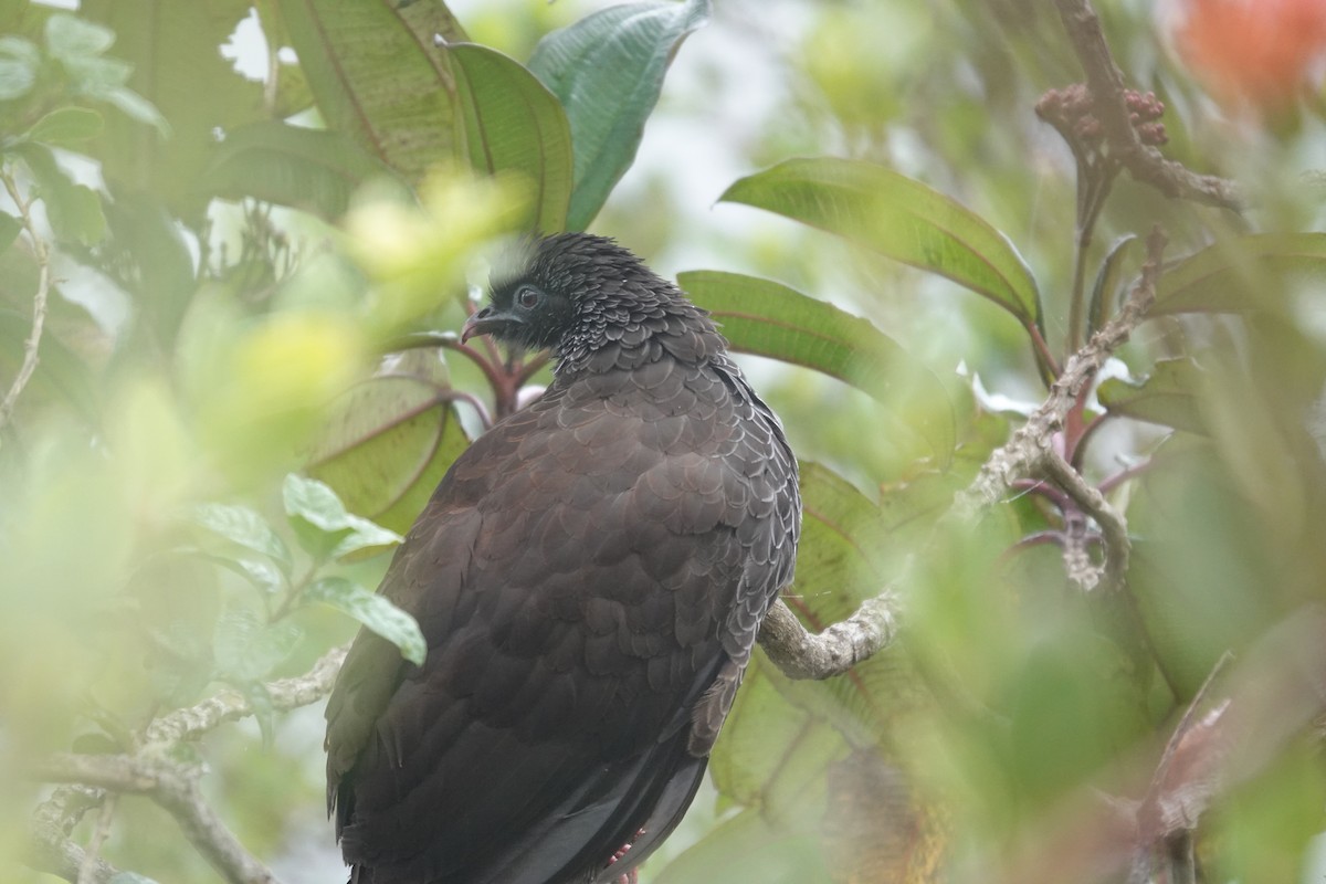 Andean Guan - ML643711446