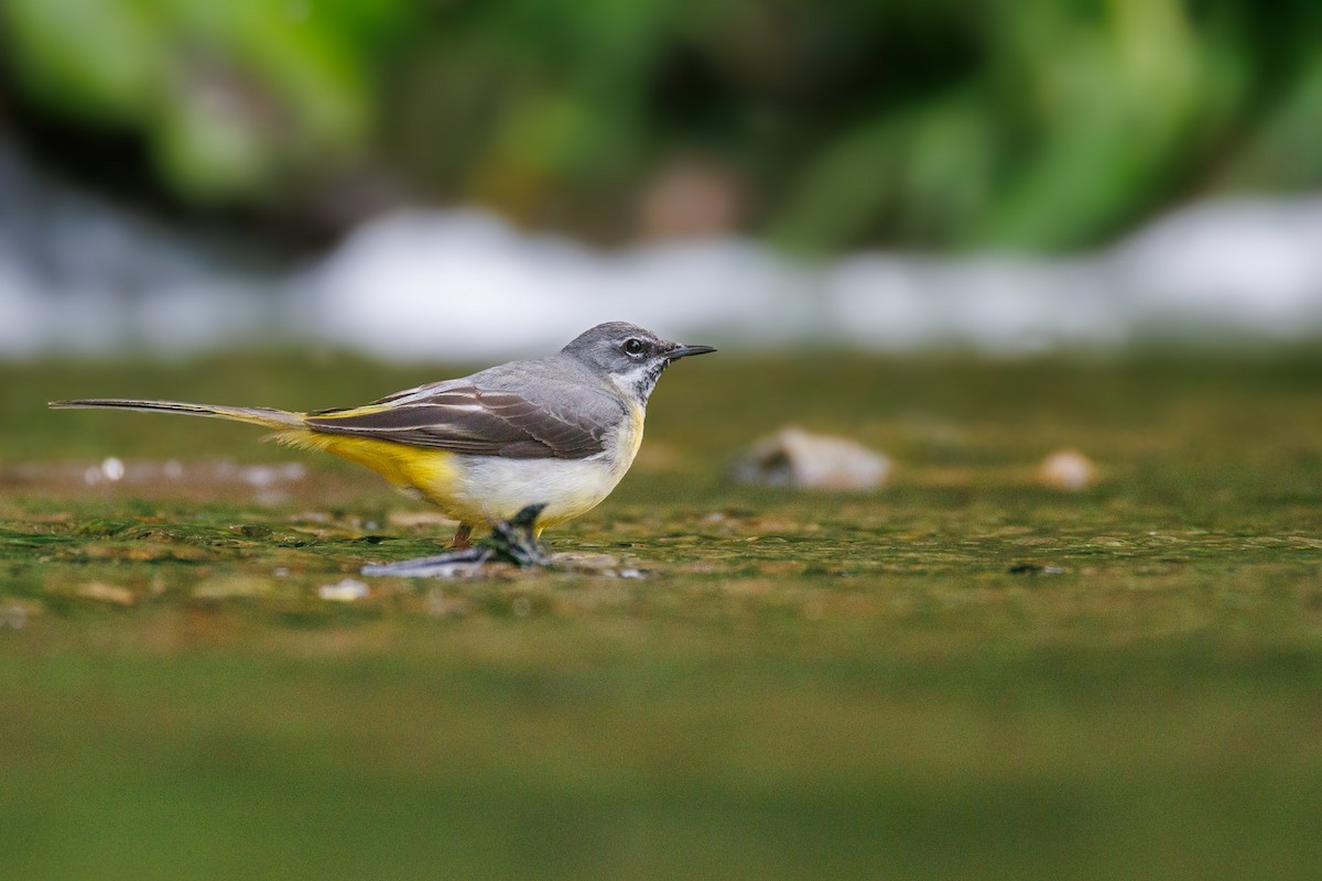 Gray Wagtail - ML643711447