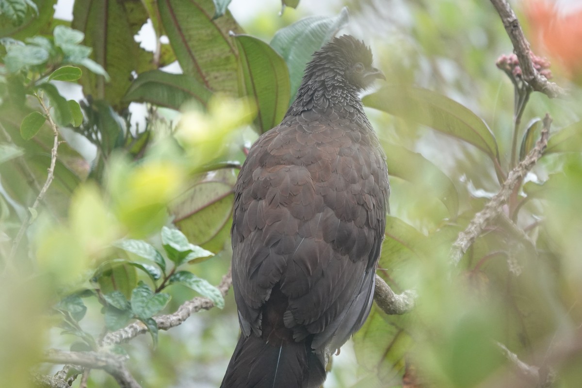 Andean Guan - ML643711452