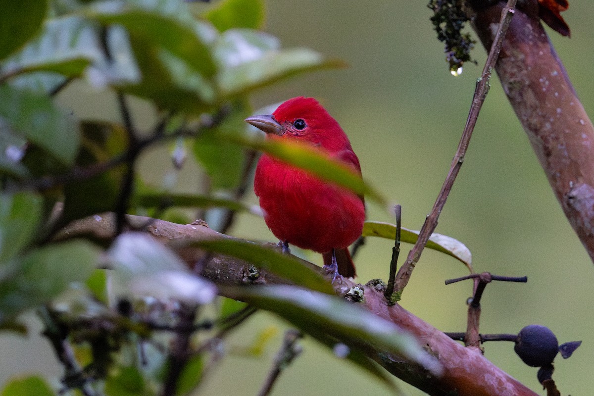 Summer Tanager - ML643711453