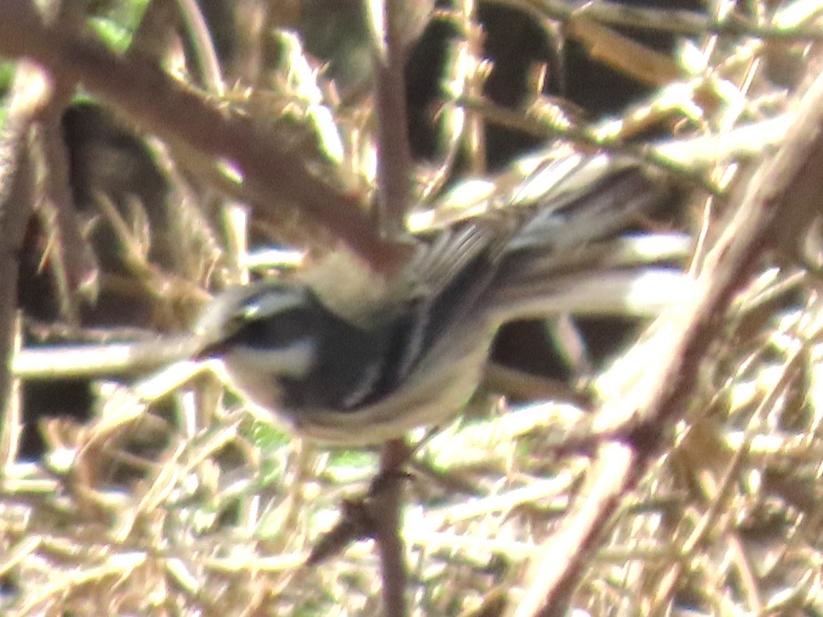Black-throated Gray Warbler - ML643711455