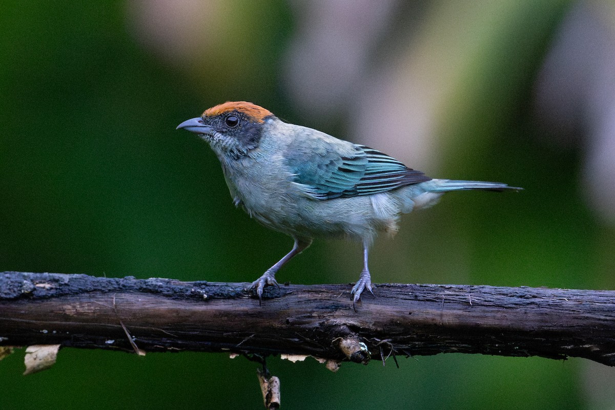 Scrub Tanager - ML643711471