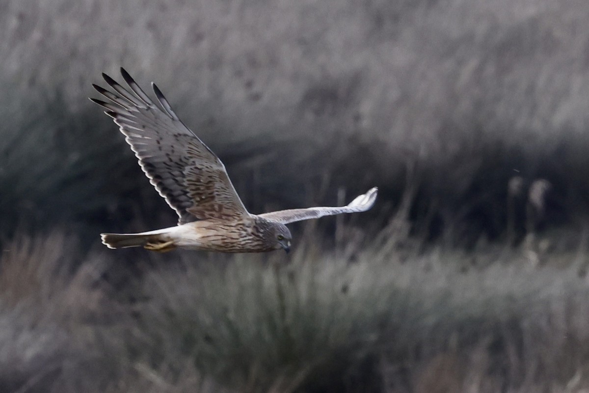 Swamp Harrier - ML643711481