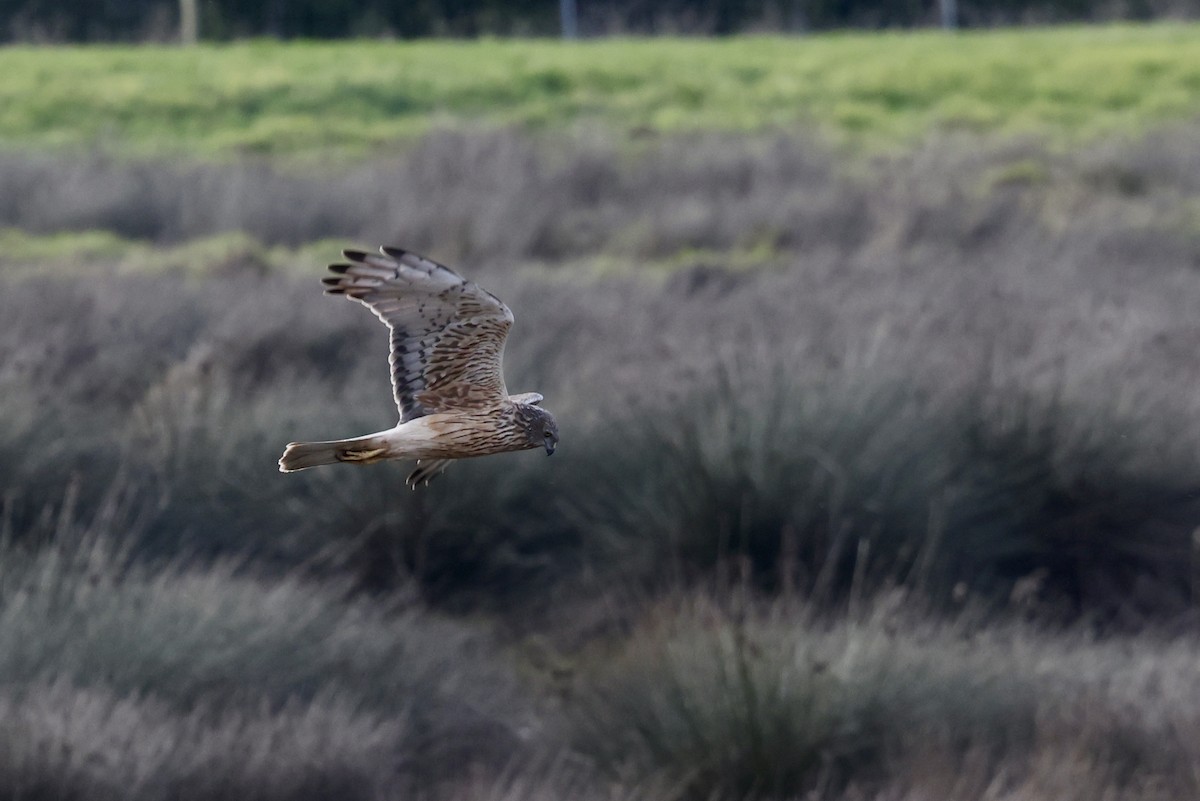 Swamp Harrier - ML643711482
