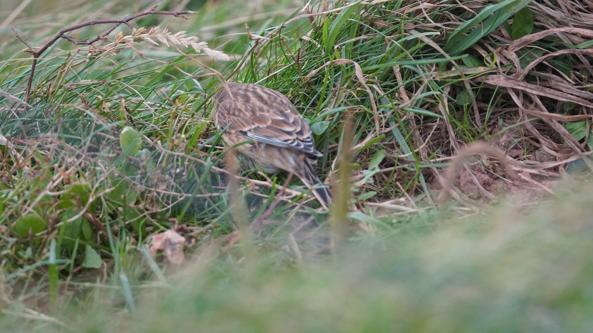 Eurasian Linnet - ML643711488