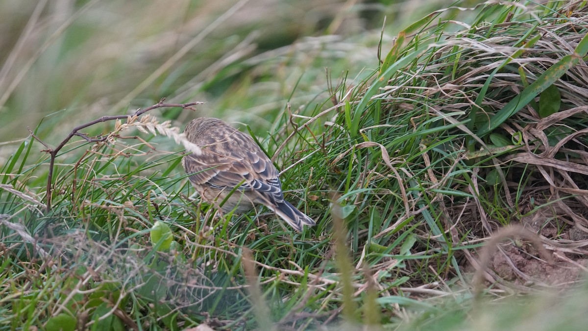 Eurasian Linnet - ML643711489