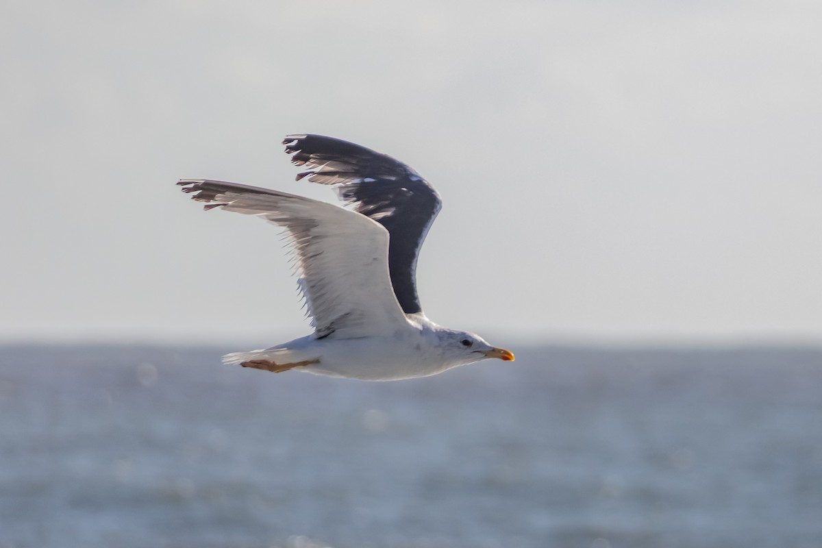 Gaviota Sombría - ML643711524