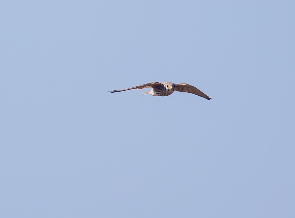 Buntfalke - ML643711529