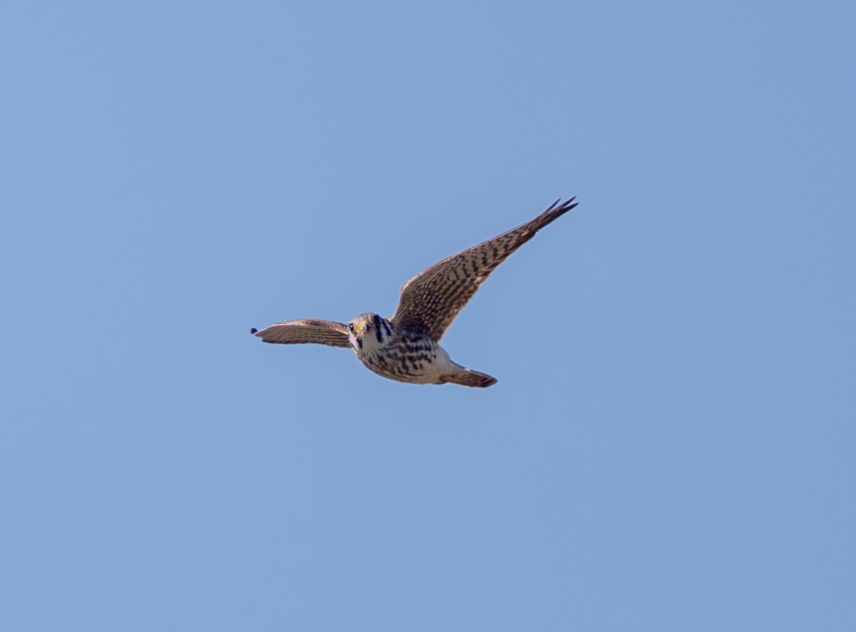 Buntfalke - ML643711530
