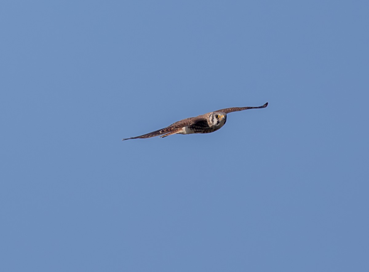 Buntfalke - ML643711531