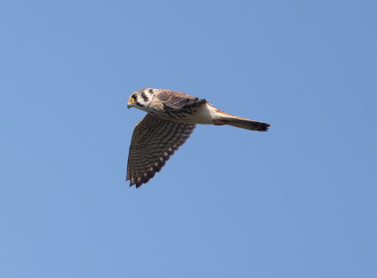 Buntfalke - ML643711532