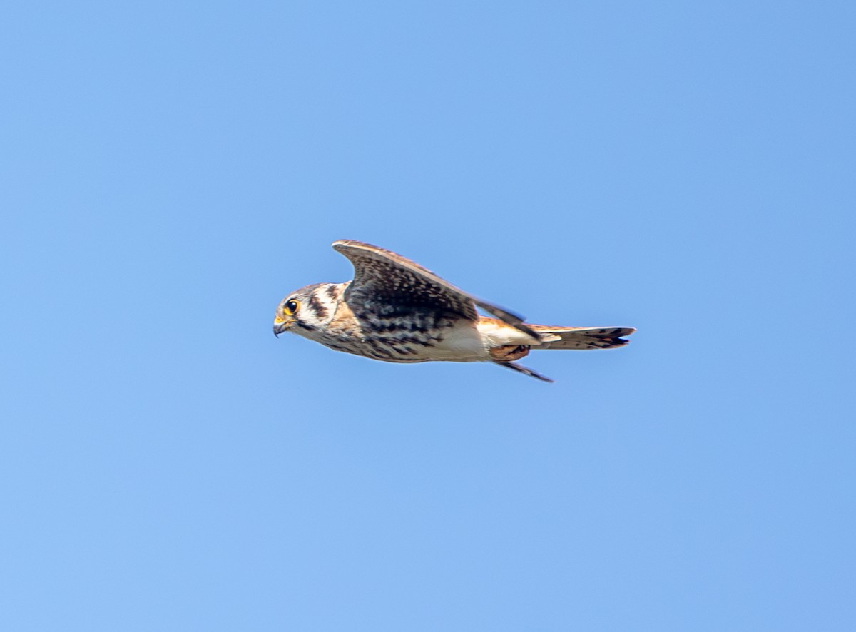 Buntfalke - ML643711533