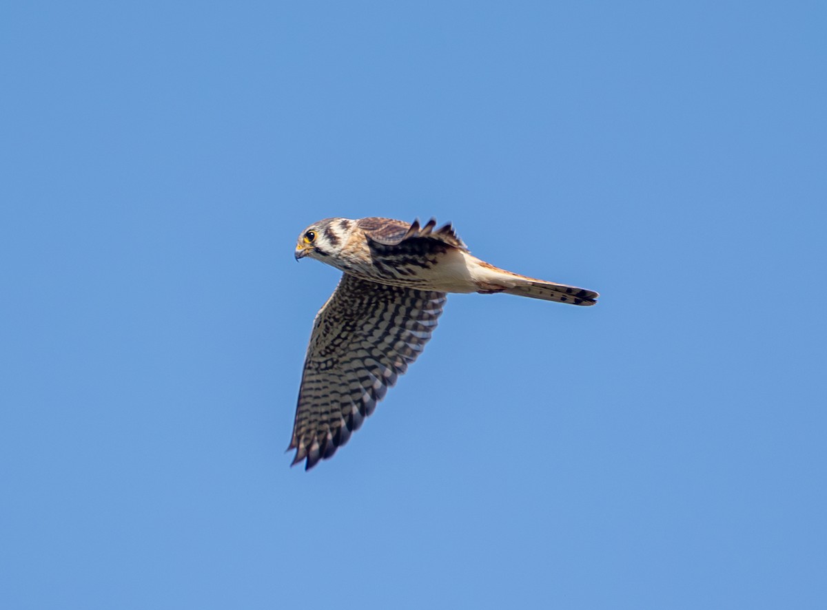 Buntfalke - ML643711534
