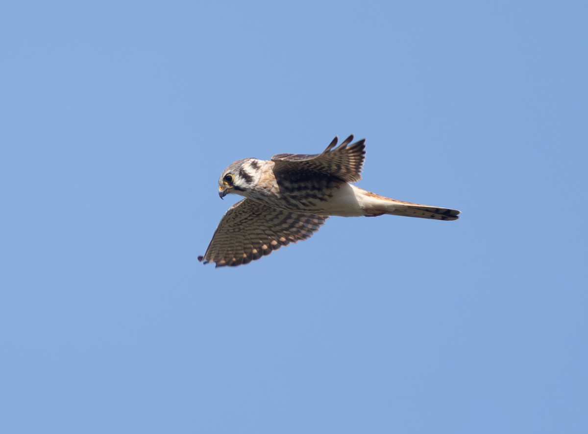 Buntfalke - ML643711535