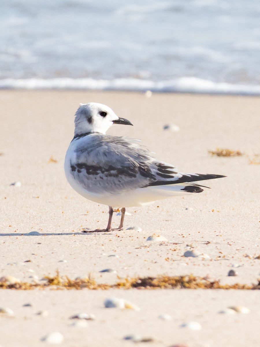 Gaviota Tridáctila - ML643711539