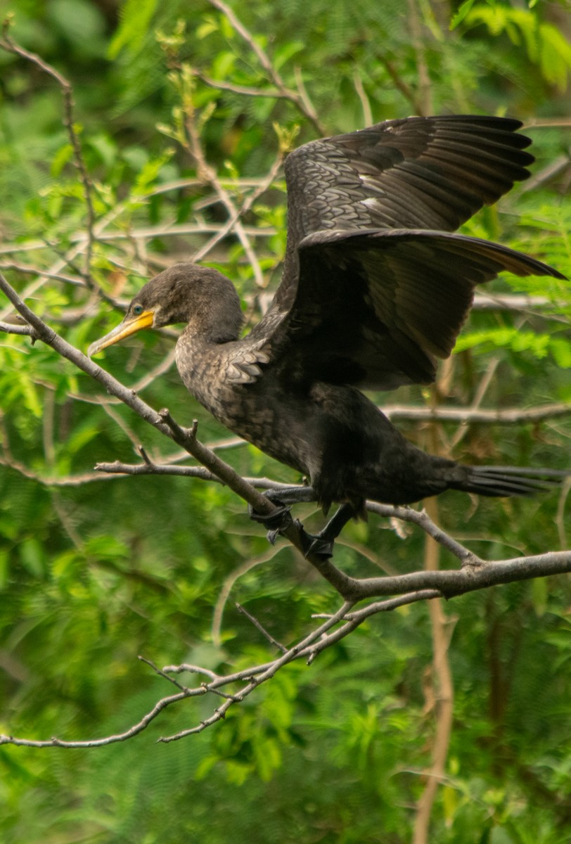Neotropic Cormorant - ML643711540