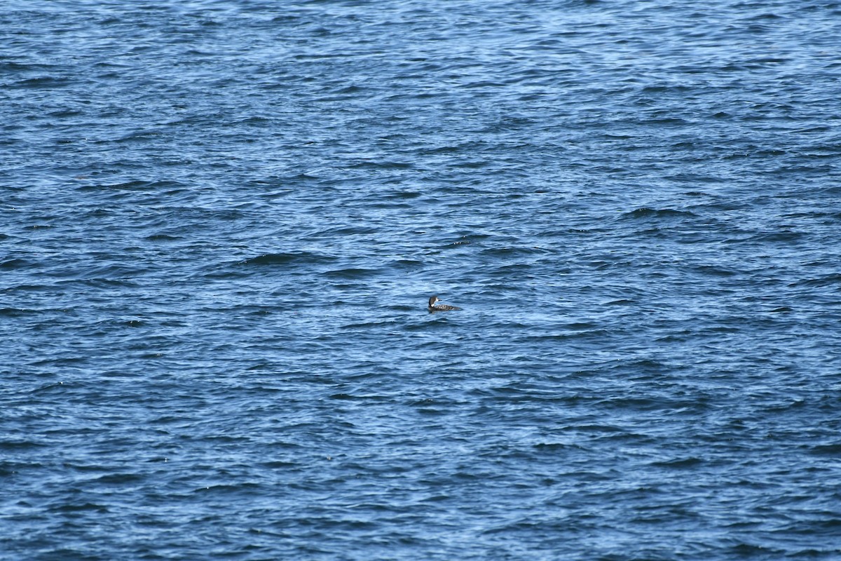 Common Loon - ML643711541