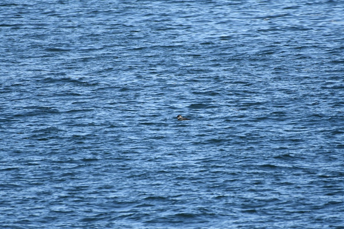 Common Loon - ML643711550