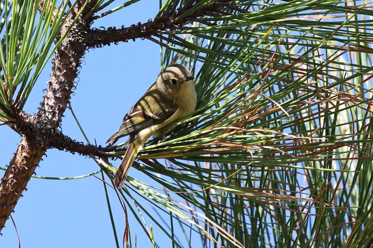 Ruby-crowned Kinglet - ML643711559