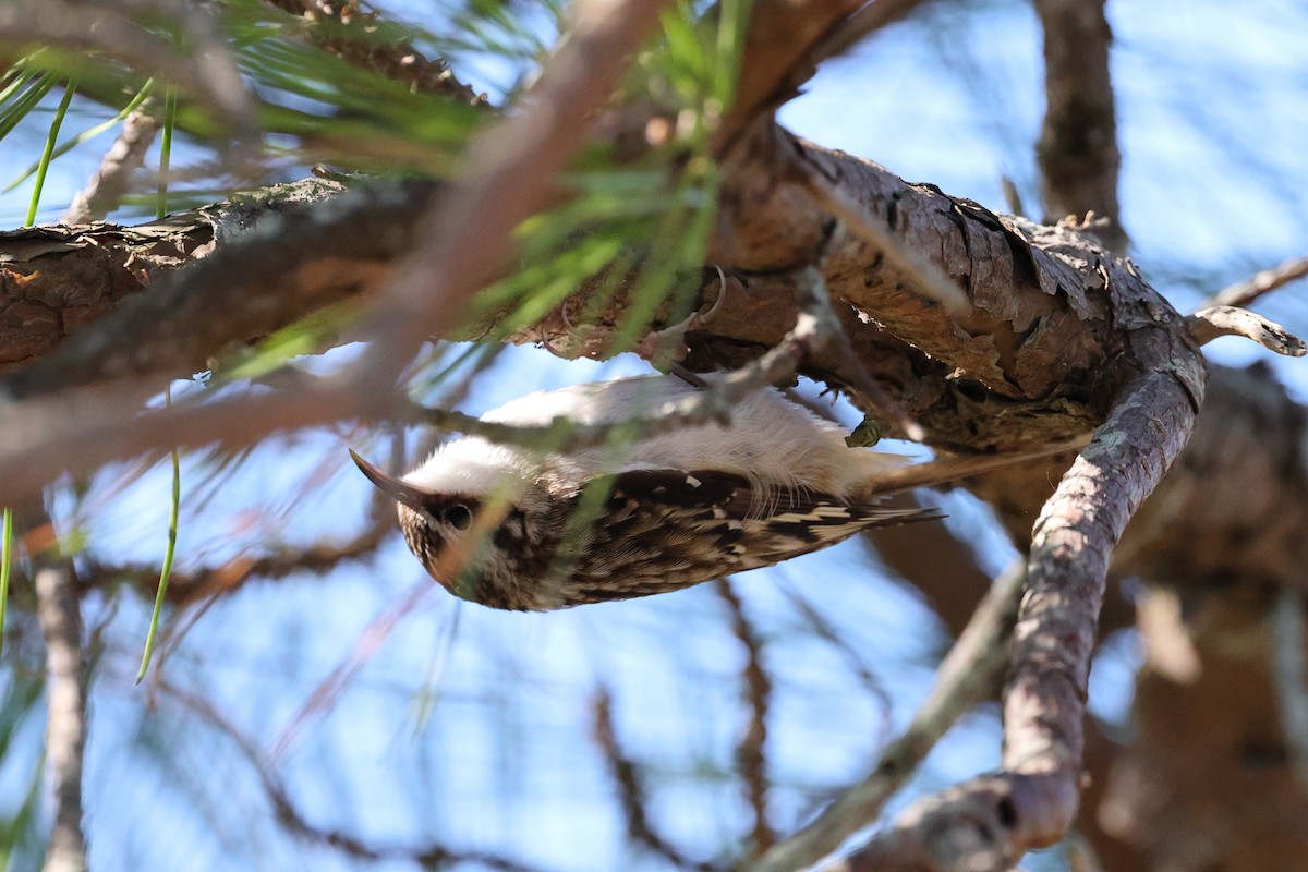 Brown Creeper - ML643711562