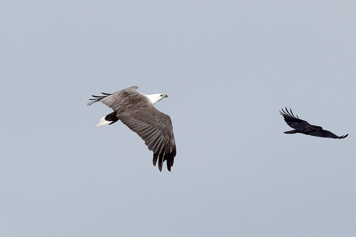 White-bellied Sea-Eagle - ML643711573