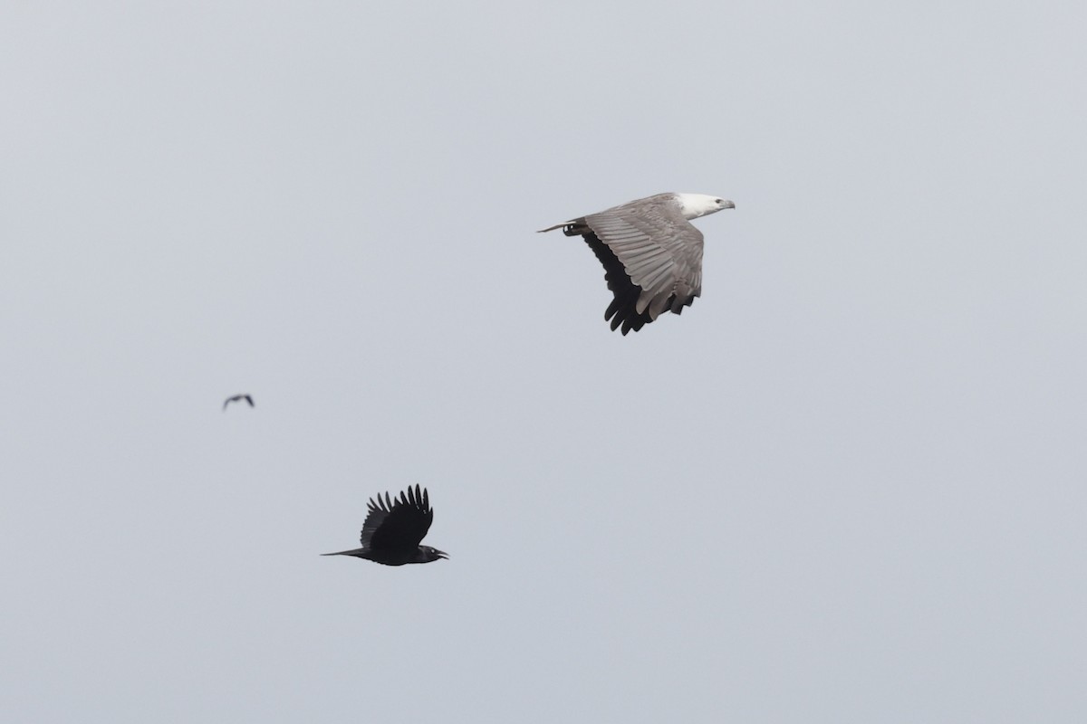 White-bellied Sea-Eagle - ML643711574