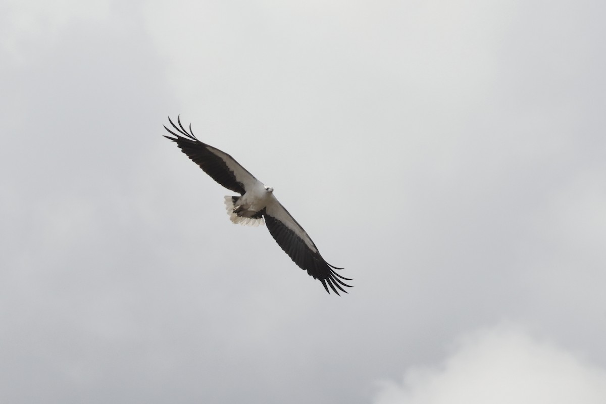 White-bellied Sea-Eagle - ML643711575