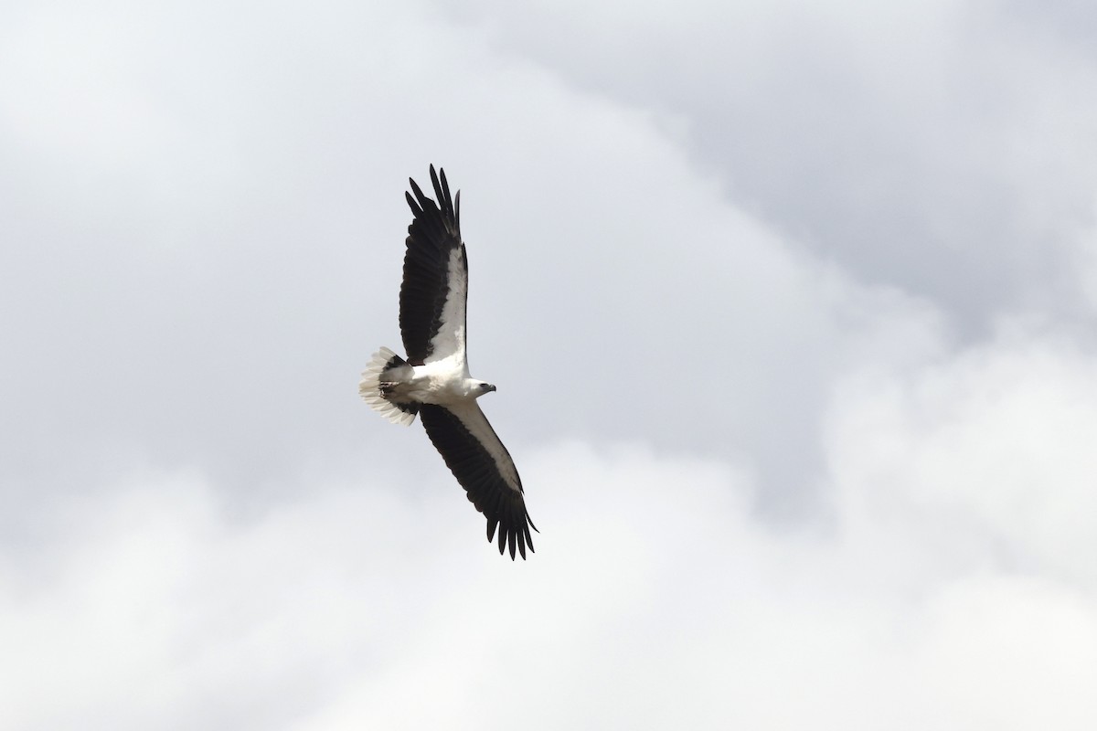 White-bellied Sea-Eagle - ML643711576