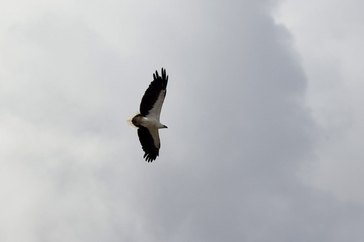 White-bellied Sea-Eagle - ML643711577