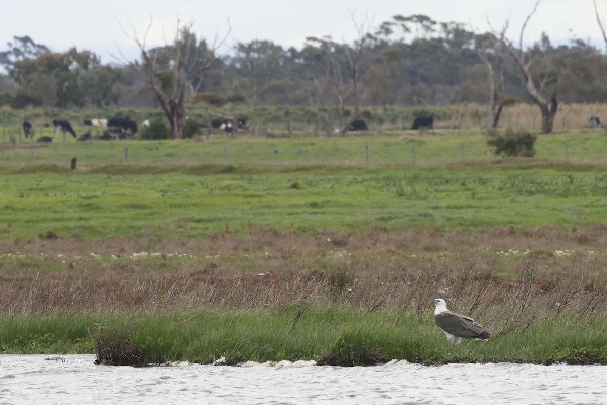 White-bellied Sea-Eagle - ML643711578