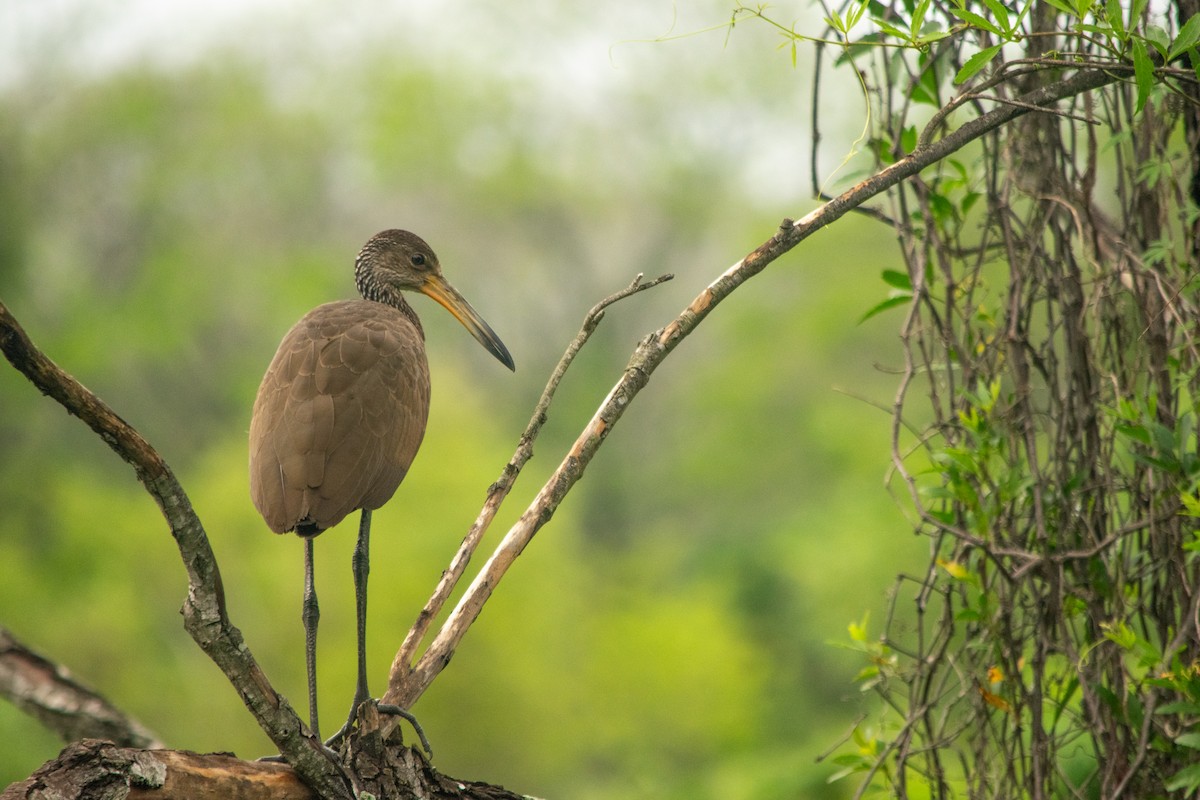 Limpkin - ML643711579