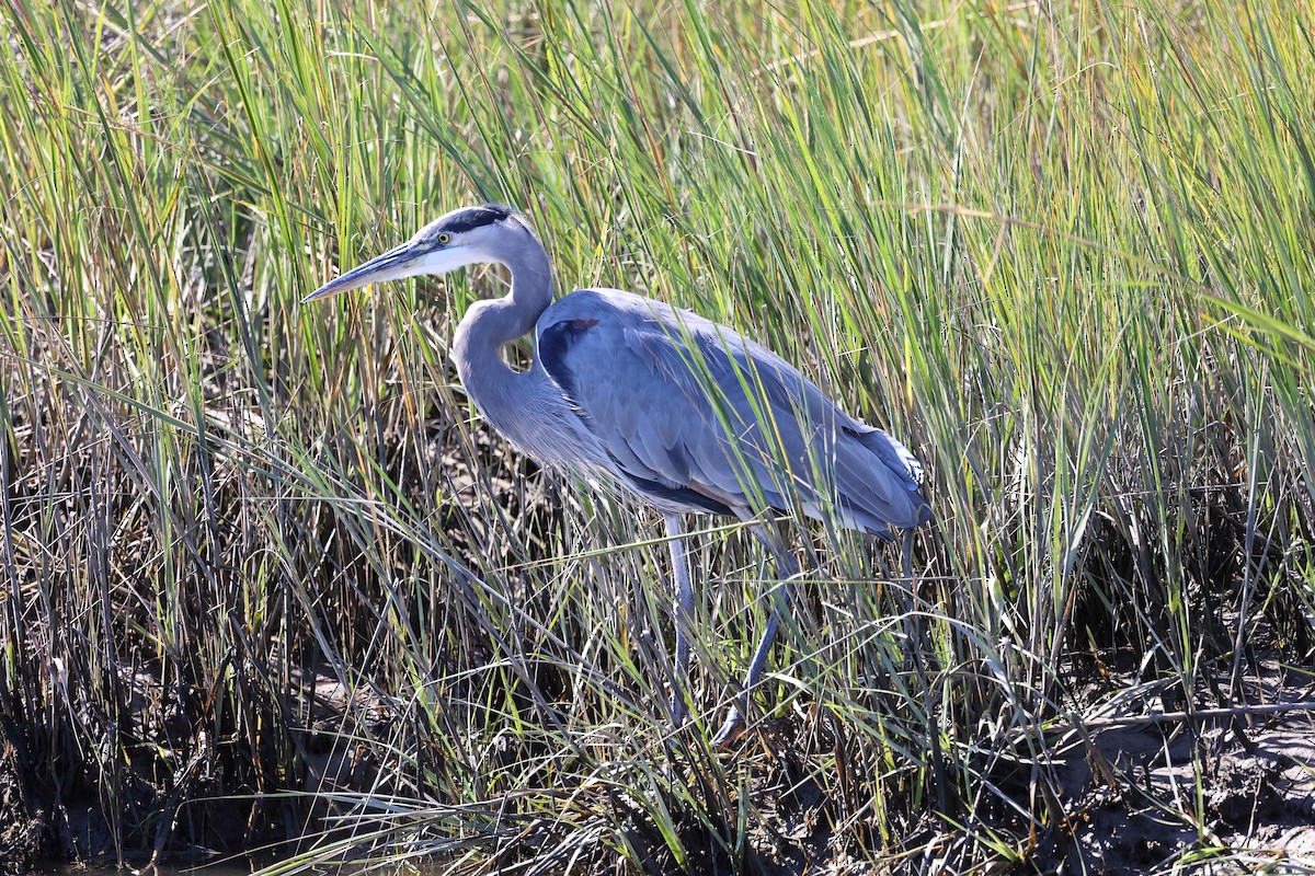 Great Blue Heron - ML643711586