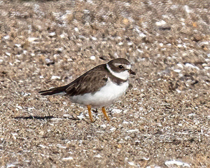 Semipalmated Plover - ML643711587