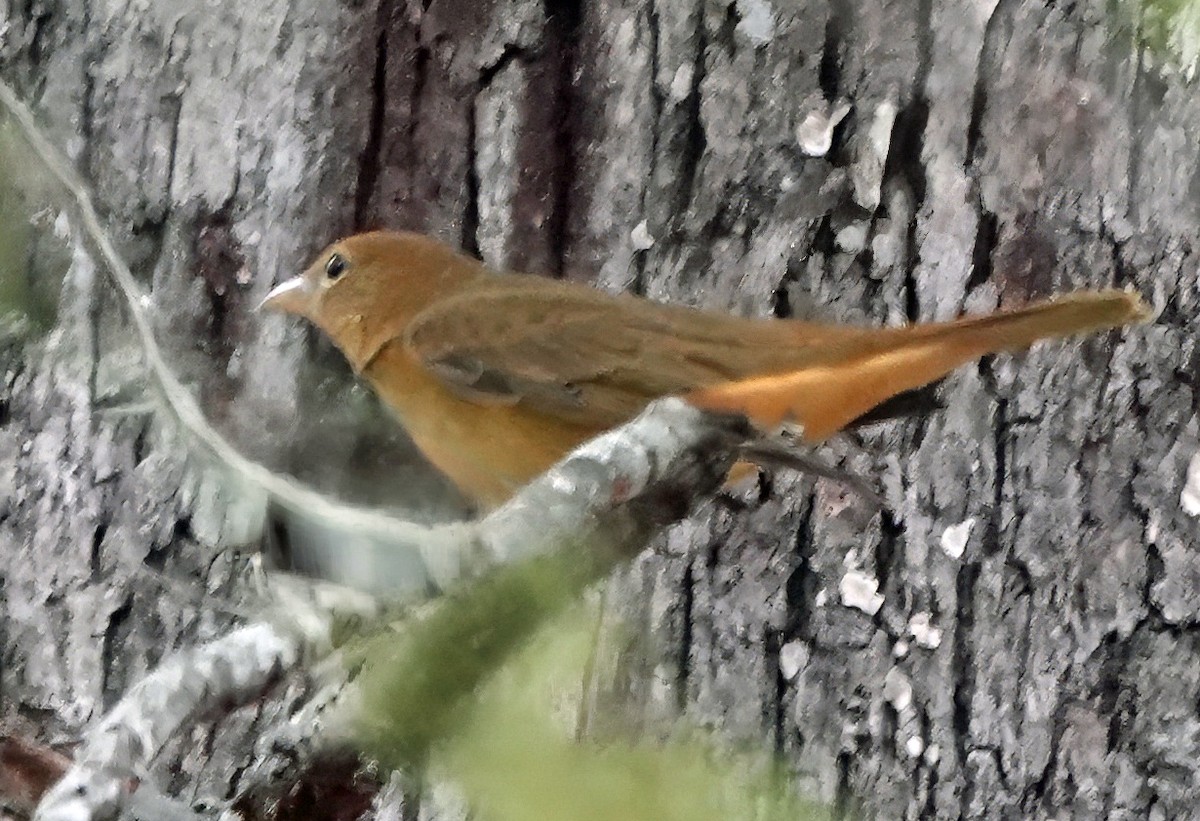 Summer Tanager - ML643711601