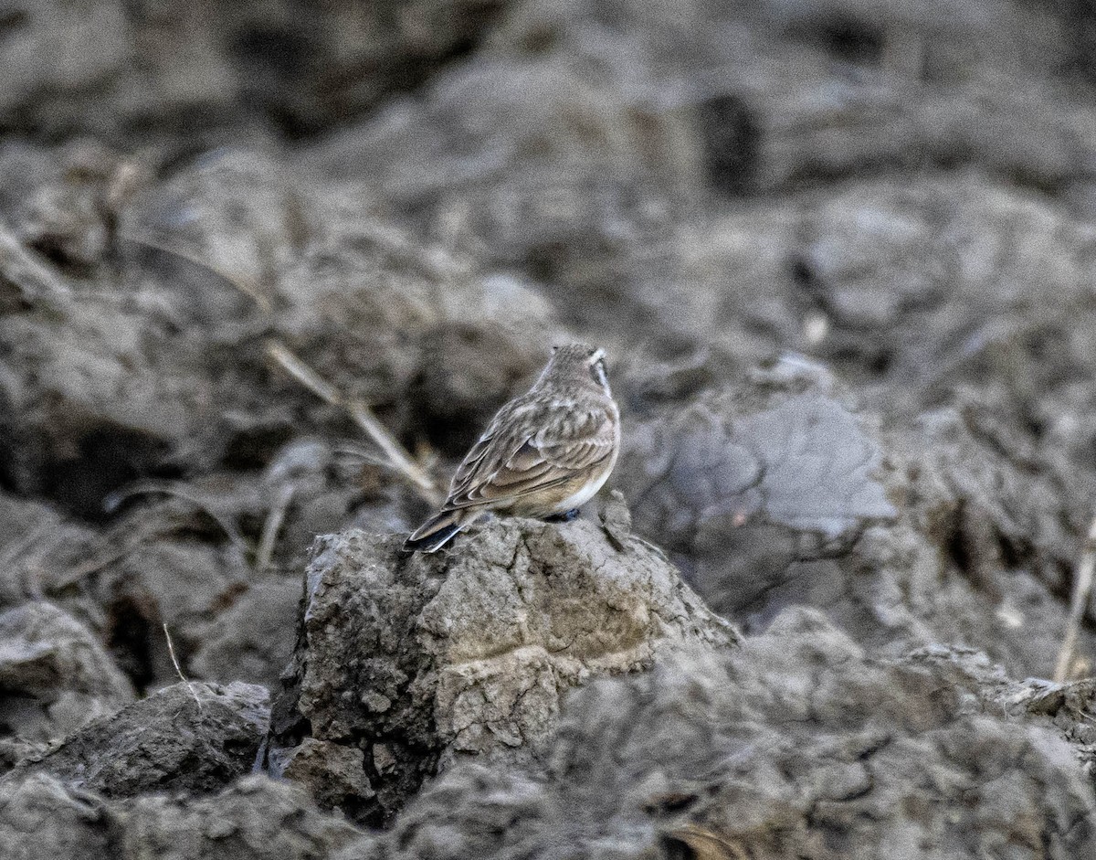 skřivan ouškatý - ML643711613