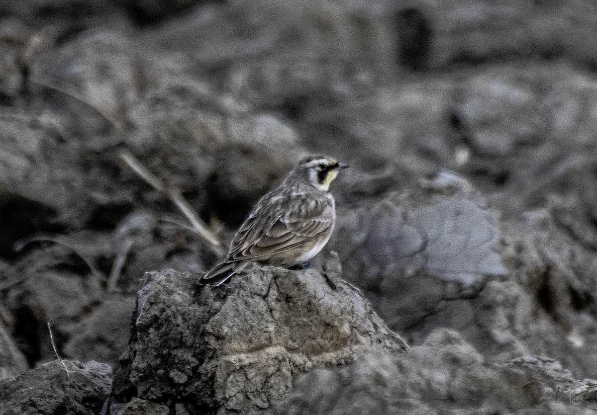 skřivan ouškatý - ML643711614