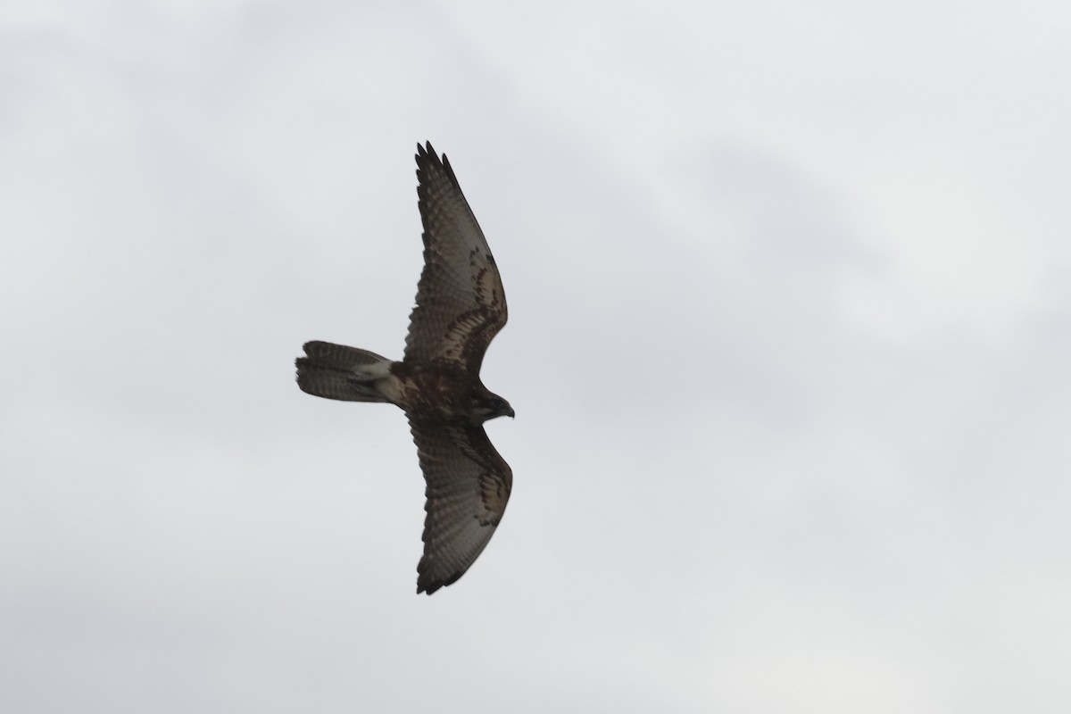 Brown Falcon - ML643711617