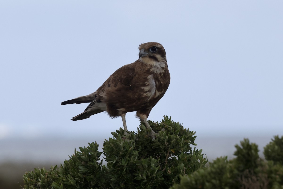 Brown Falcon - ML643711619