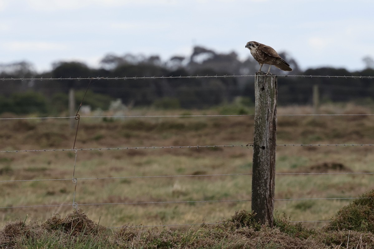 Brown Falcon - ML643711620