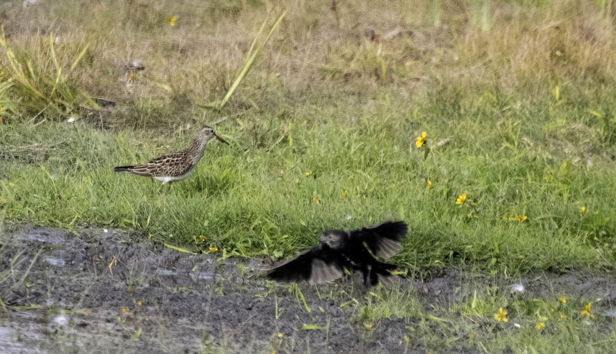 jespák skvrnitý - ML643711630