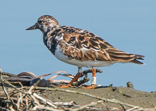 Ruddy Turnstone - ML643711639