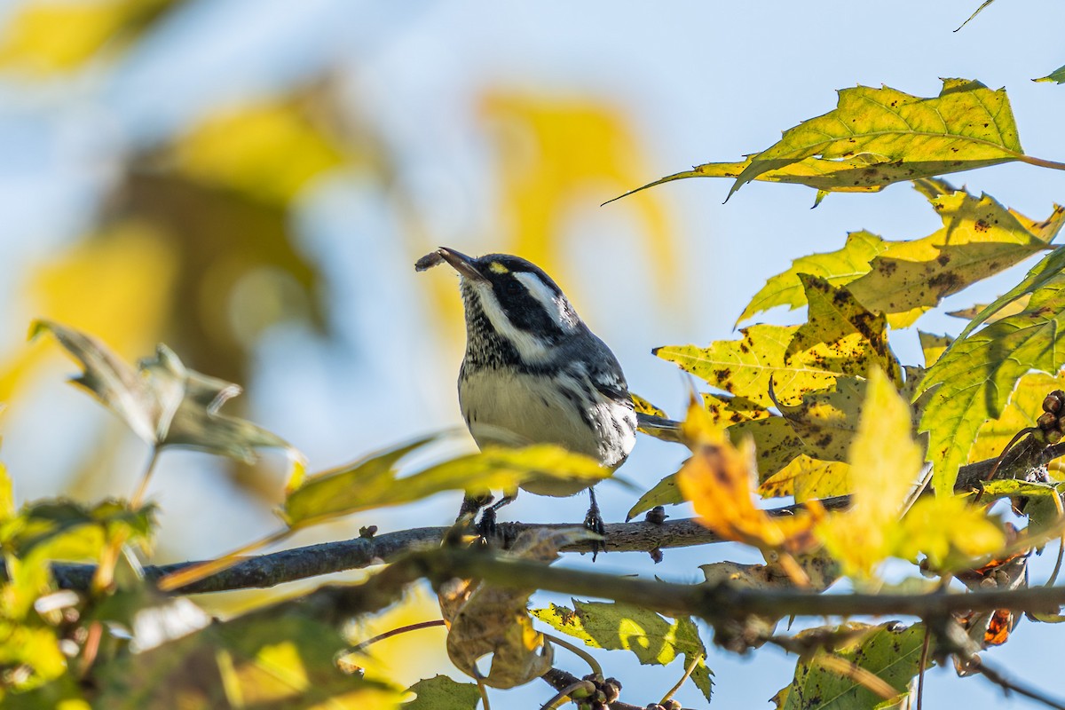 Black-throated Gray Warbler - ML643711676