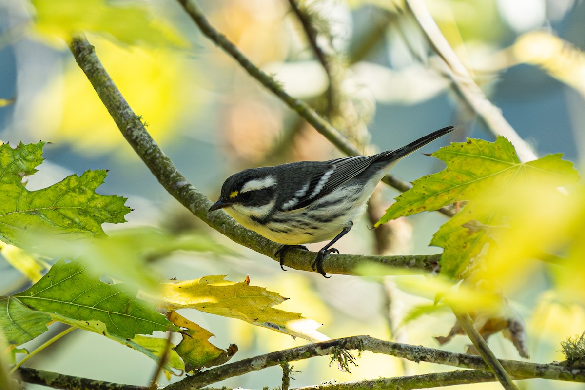 Black-throated Gray Warbler - ML643711677