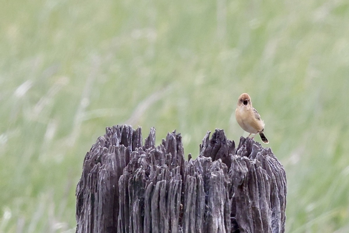 Golden-headed Cisticola - ML643711685