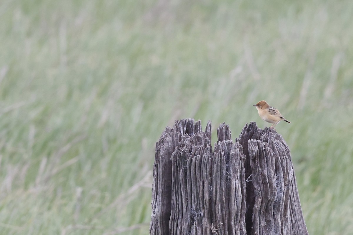 Golden-headed Cisticola - ML643711686