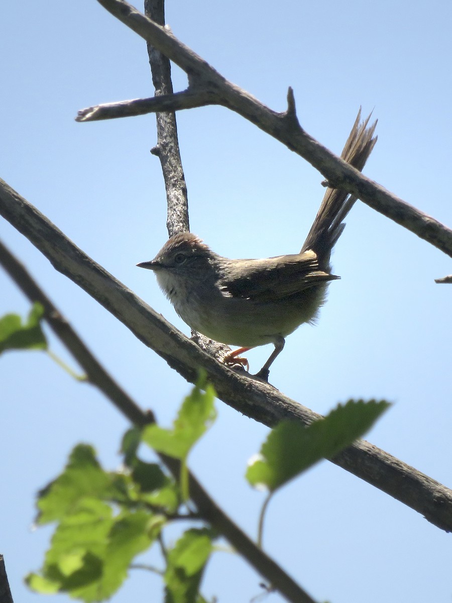 Pale-breasted Spinetail - ML643711689