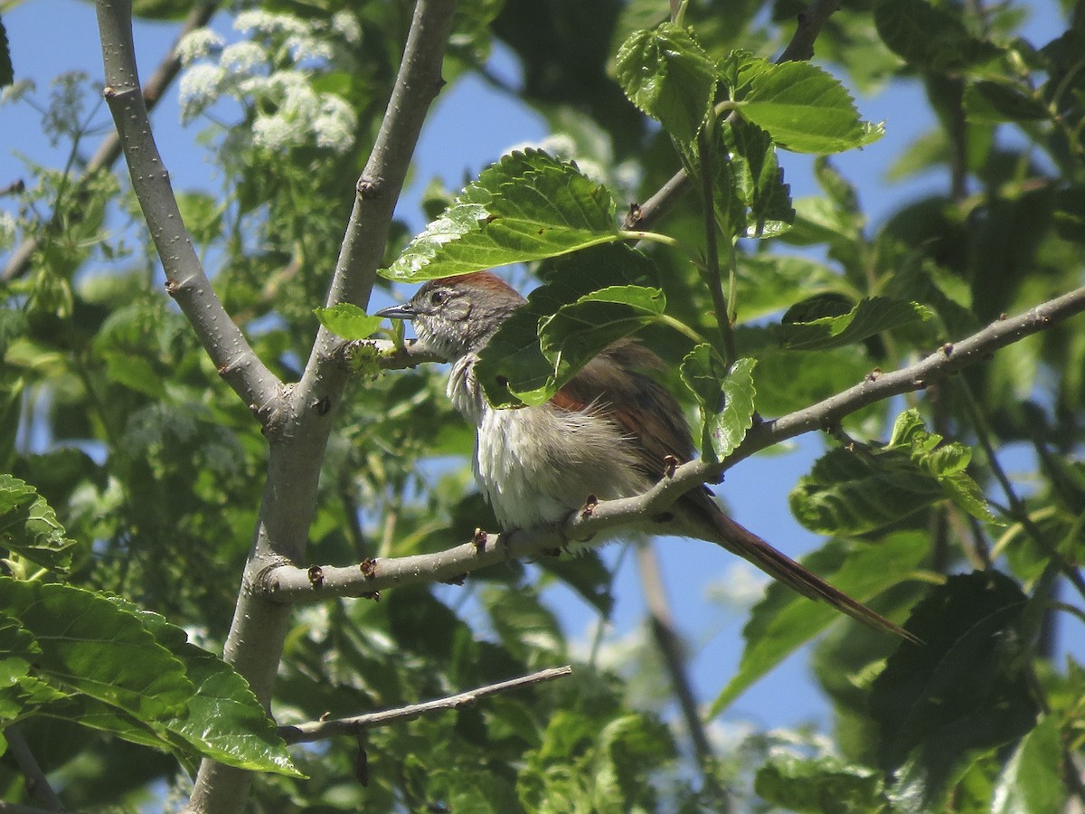 Pale-breasted Spinetail - ML643711690