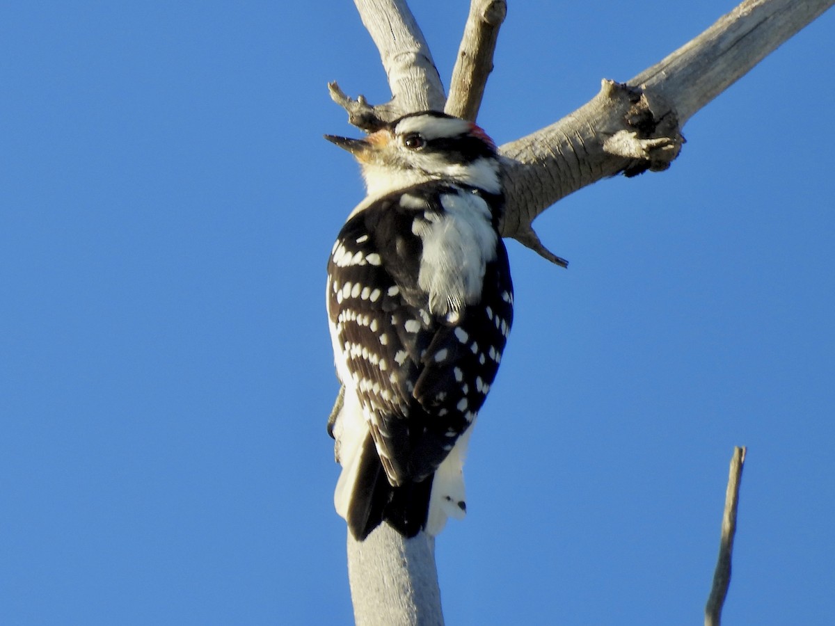 Downy Woodpecker - ML643711692