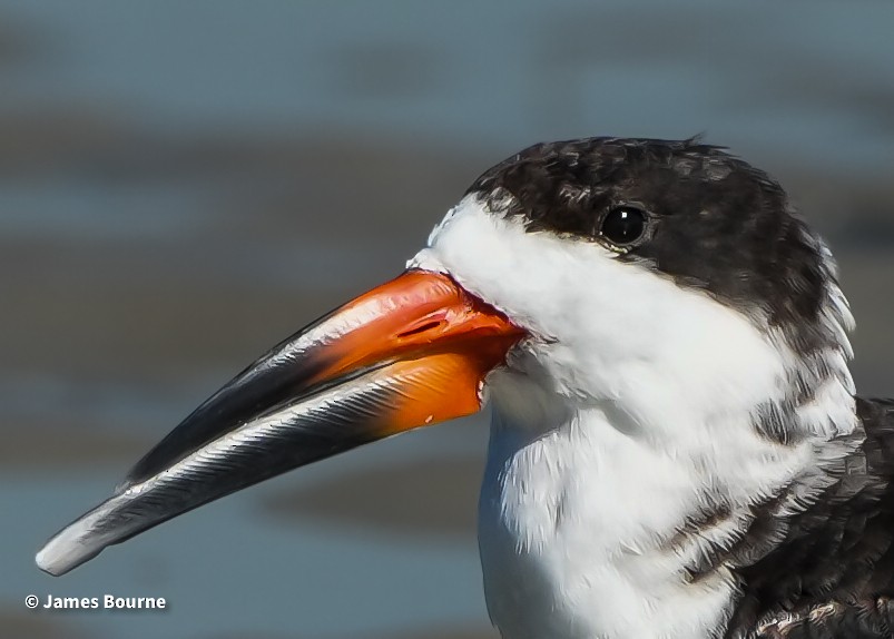 Black Skimmer - ML643711705