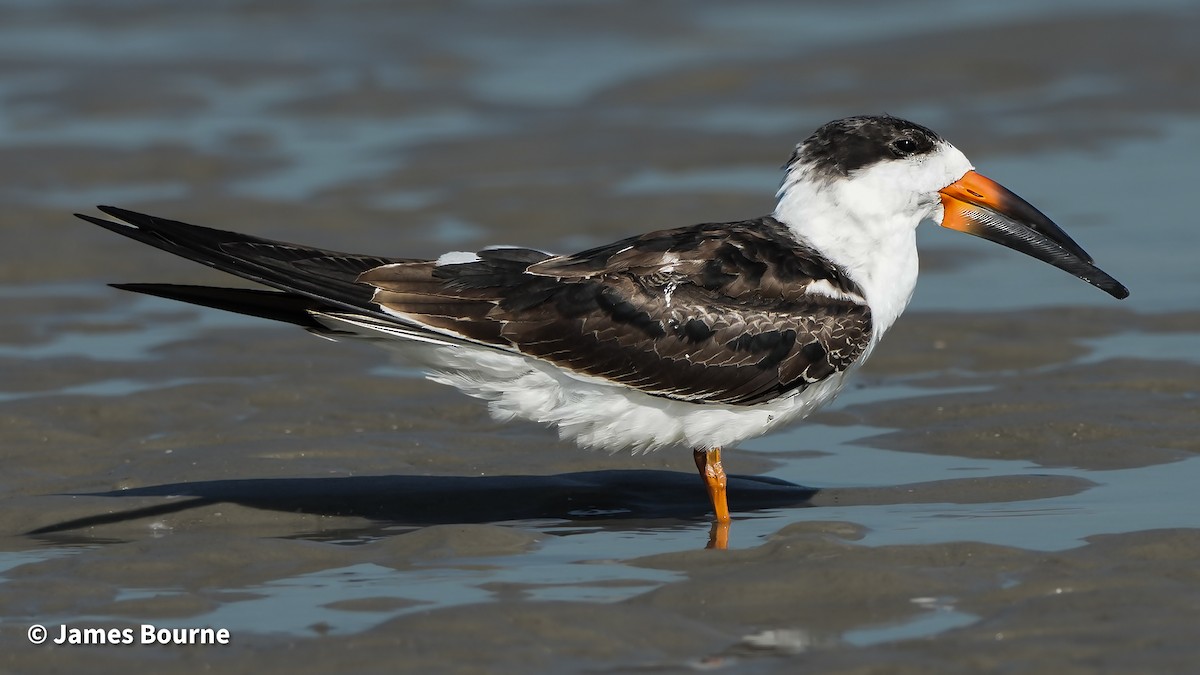 Black Skimmer - ML643711706